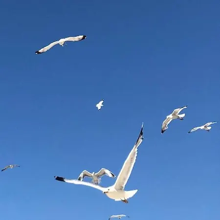 公寓 Bila Lucica 普利莫顿