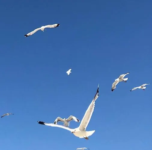 Apartman Bila Lucica Primosten